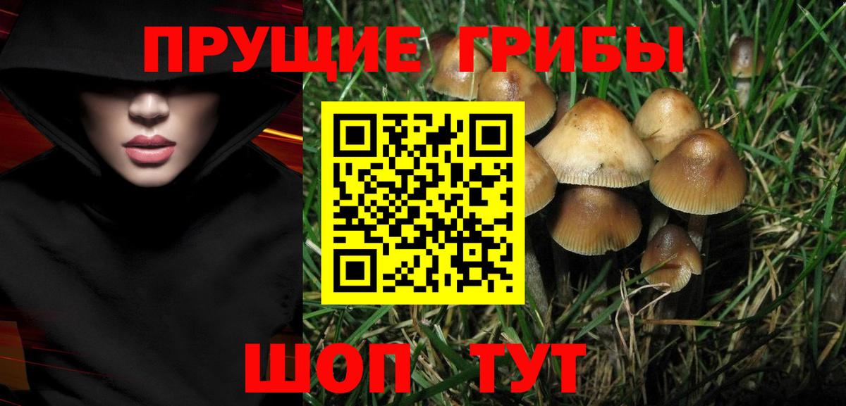 Галлюциногенные грибы прущие грибы  Галлюциногенные грибы Cubensis  Вход с VPN  дарнет шоп  Сосновый Бор 